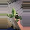 plant/Alocasia Dragon Scale Mint-0-thumbnail