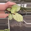 plant/Syngonium space dust starter plant growers choice-1-thumbnail