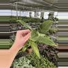 plant/XL philodendron subhastatum starter plant growers choice-2-thumbnail