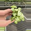 plant/Syngonium shorty starter plant growers choice-1-thumbnail