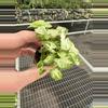 plant/Syngonium shorty starter plant growers choice-2-thumbnail