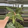 plant/XL philodendron subhastatum starter plant growers choice-0-thumbnail