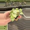plant/Syngonium shorty starter plant growers choice-5-thumbnail