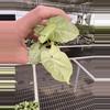 plant/Syngonium space dust starter plant growers choice-2-thumbnail