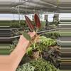 plant/XL philodendron subhastatum starter plant growers choice-5-thumbnail