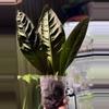 plant/Anthurium SuperBum-2-thumbnail