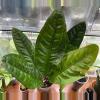 plant/Anthurium SuperBum-0-thumbnail