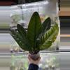 plant/Anthurium SuperBum-1-thumbnail