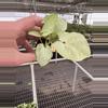 plant/Syngonium space dust starter plant growers choice-3-thumbnail