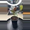 plant/Ruby ficus-1-thumbnail