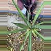 plant/Large Agave variety-3-thumbnail