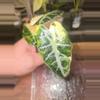 plant/Pink Mandalay Alocasia-0-thumbnail
