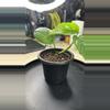plant/Cebu blue pothos-1-thumbnail