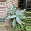 plant/Agave titanota variety-2-thumbnail