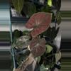 plant/Caladium “Sunrise”-0-thumbnail