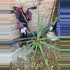 plant/Large Agave variety-0-thumbnail