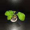 plant/Homalomena Java Variegated-0-thumbnail