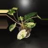 plant/Burle Marx Philodendron Variegated-0-thumbnail