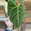 plant/anthurium regale, cosmetic damage, but with active growth point-1-thumbnail