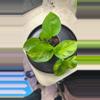 plant/Global green pothos-1-thumbnail