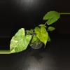 plant/Alocasia Gageana Aurea +5 pups!-0-thumbnail