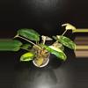 plant/Burle Marx Philodendron Variegated-1-thumbnail