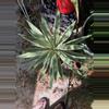 plant/Variegated Agave angustifolia-2-thumbnail