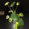 plant/Burle Marx Philodendron Variegated-3-thumbnail