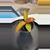 plant/Red sun philodendron-0-thumbnail