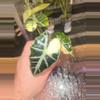 plant/Pink Mandalay Alocasia-1-thumbnail