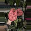 plant/Caladium “Heidi”-0-thumbnail