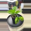 plant/Global green pothos-0-thumbnail