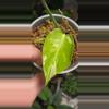 plant/Large Form Albo/Mint (SPORT)-0-thumbnail