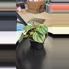 plant/Frost moonlight peperomia-1-thumbnail