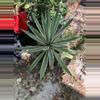 plant/Variegated Agave angustifolia-1-thumbnail