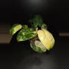 plant/Burle Marx Philodendron Variegated-2-thumbnail