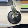 plant/Ruby ficus-0-thumbnail