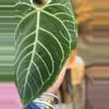 plant/anthurium regale, cosmetic damage, but with active growth point-2-thumbnail