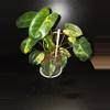 plant/Burle Marx Variegated Philodendron-0-thumbnail