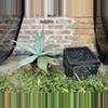plant/Agave titanota variety-0-thumbnail