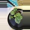 plant/Frost moonlight peperomia-0-thumbnail
