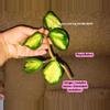 plant/Hoya Rubra-0-thumbnail