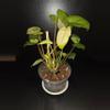 plant/Burle Marx Variegated Philodendron-2-thumbnail