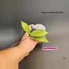 plant/Hoya Pubicalyx Splash cutting ✂️-0-thumbnail