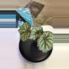 plant/Begonia summer storm-0-thumbnail