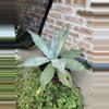 plant/Agave titanota variety-1-thumbnail
