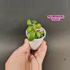 plant/Hoya Bilobata fka Panchoi-0-thumbnail
