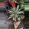 plant/Variegated Agave angustifolia-0-thumbnail