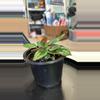 plant/Rosso peperomia-1-thumbnail