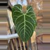 plant/anthurium regale, cosmetic damage, but with active growth point-0-thumbnail
